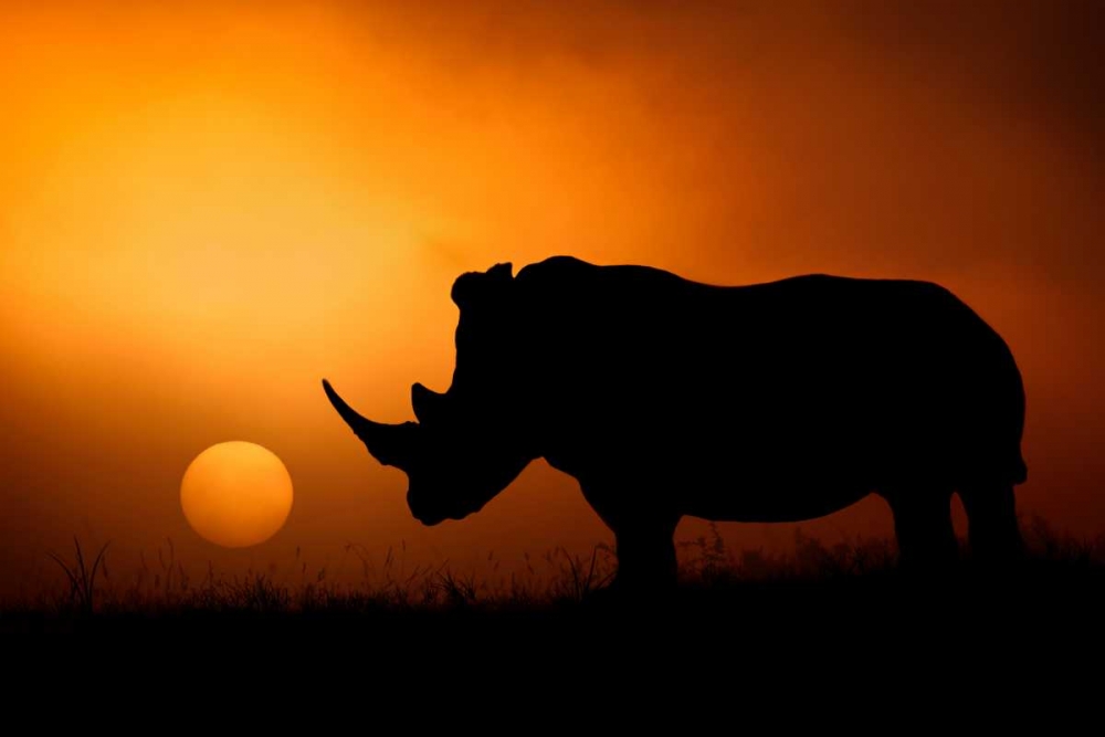 Rhino Sunrise art print by Mario Moreno for $57.95 CAD