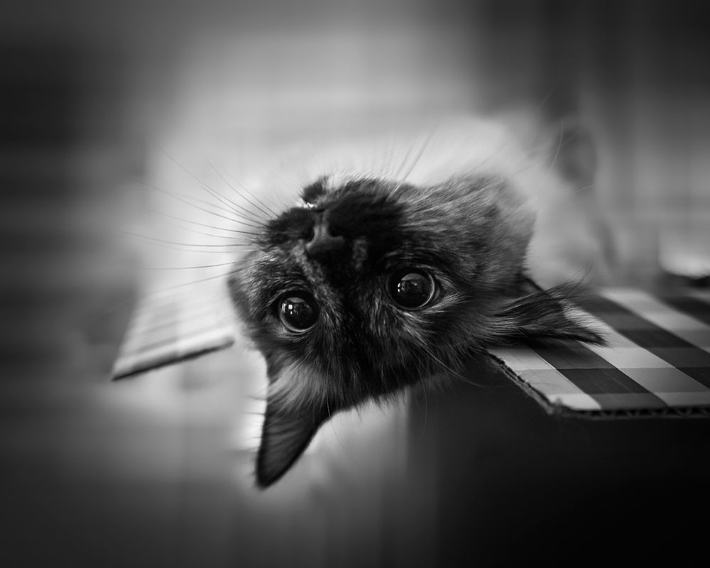upside down art print by Leah Guo for $57.95 CAD