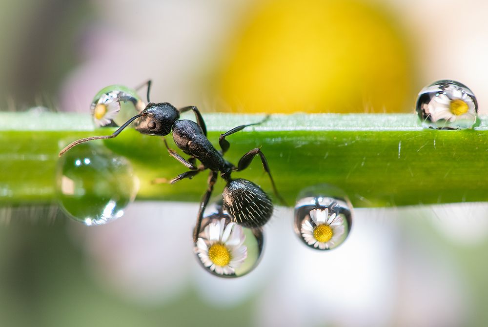 The Ant Between The Drops art print by Emanuele Caleffi for $57.95 CAD