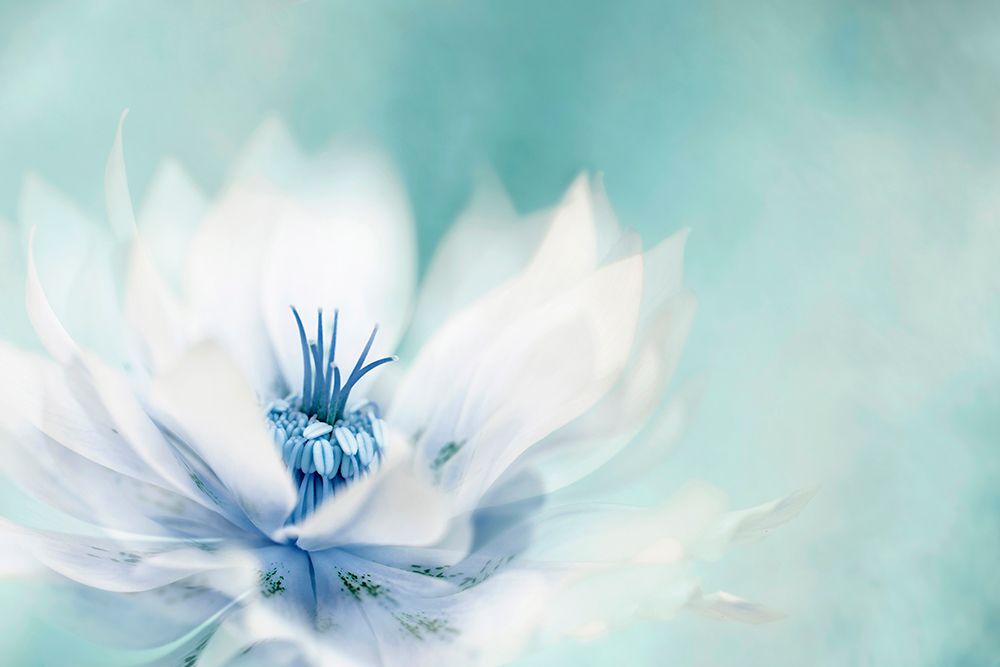 Ice Flow art print by Jacky Parker for $57.95 CAD