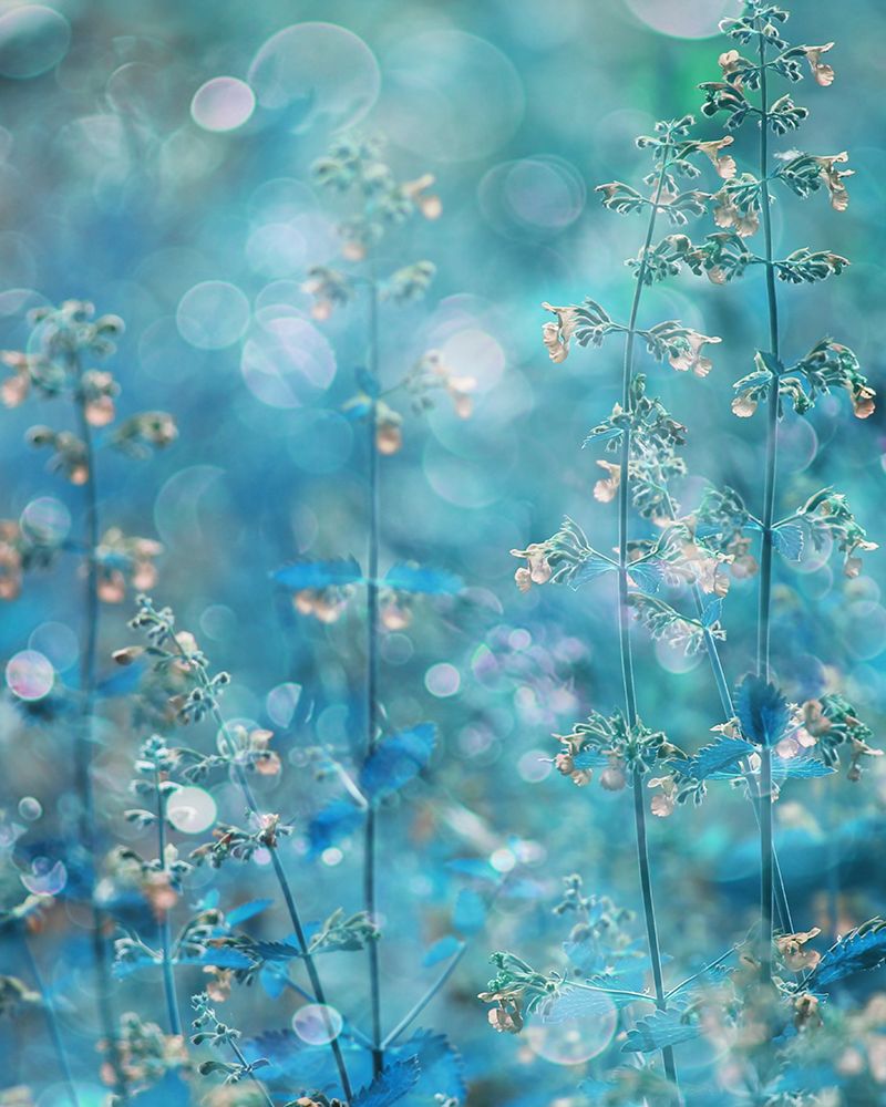 Pure Feeling of Dreams art print by Delphine Devos for $57.95 CAD