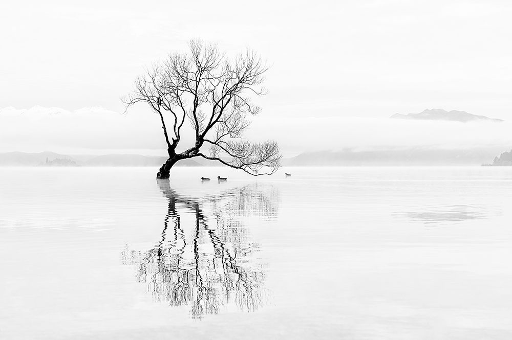 Tree and Ducks art print by Mei Xu for $57.95 CAD