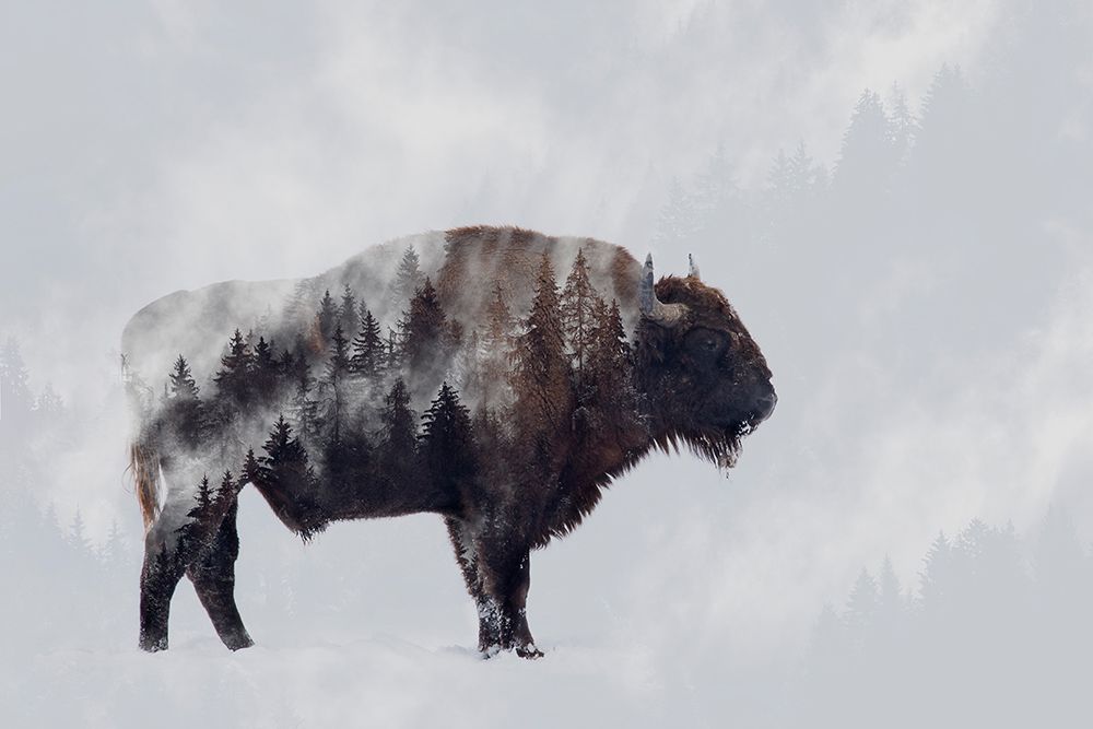 Bison - Double Exposure art print by Angyalosi Beata for $57.95 CAD