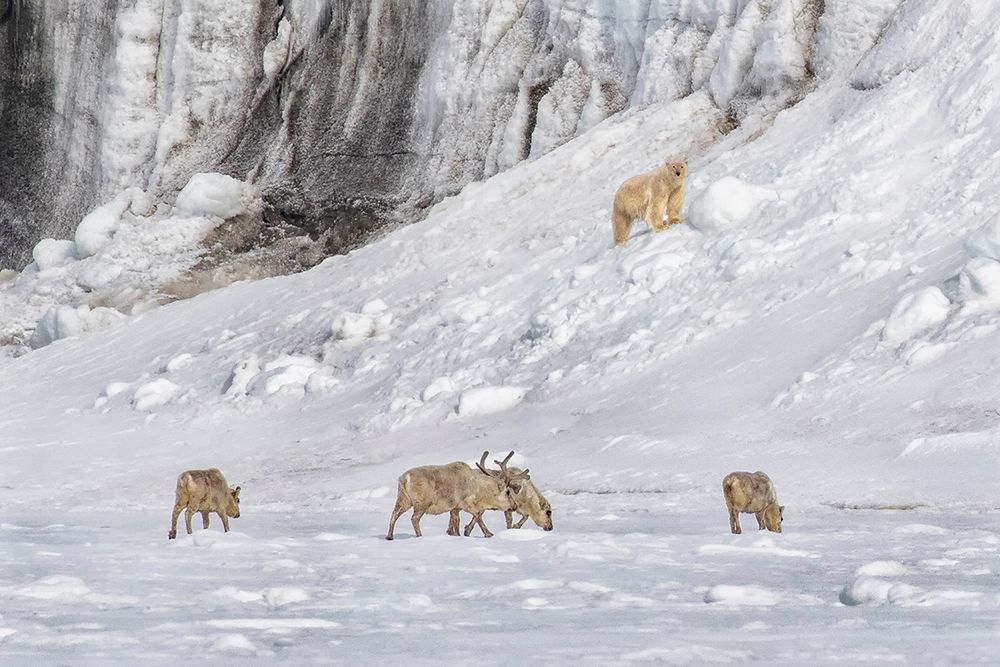 A Polar Bear Looking Down At Four Reindeer art print by Siyu And Wei for $57.95 CAD