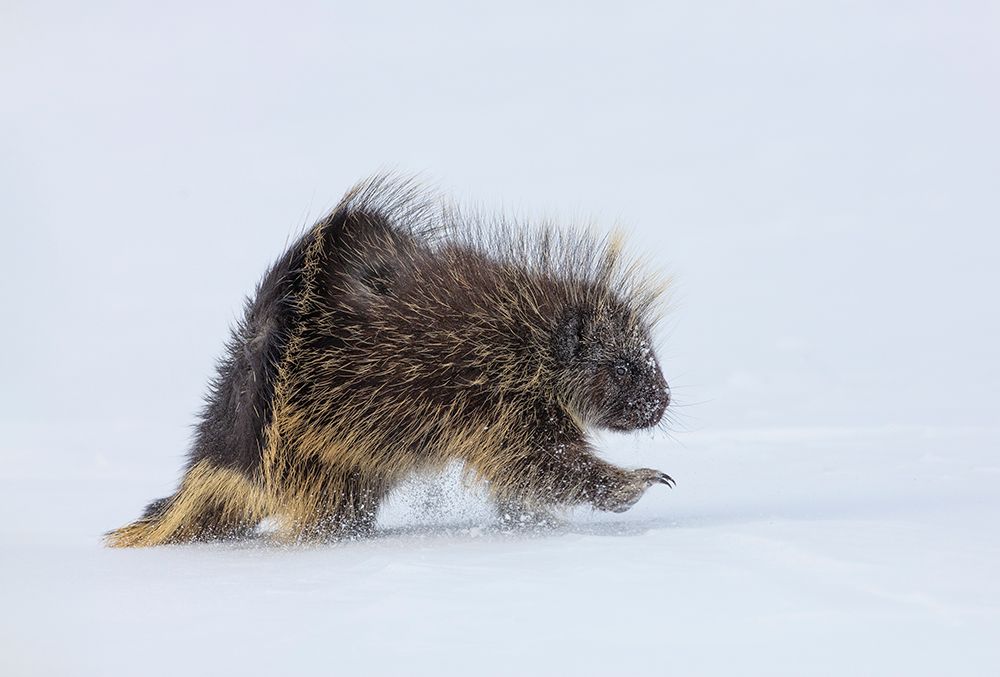 Porcupine in a winter Storm art print by Peter Stahl for $57.95 CAD