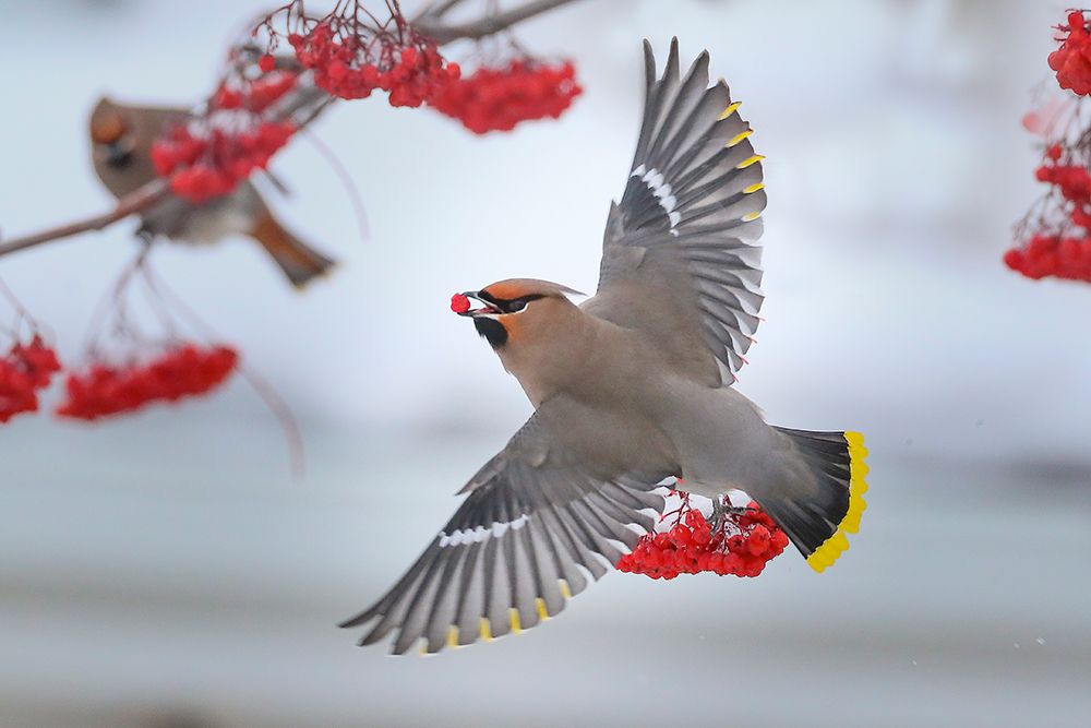 Bohemian waxwings art print by Peter Stahl for $57.95 CAD