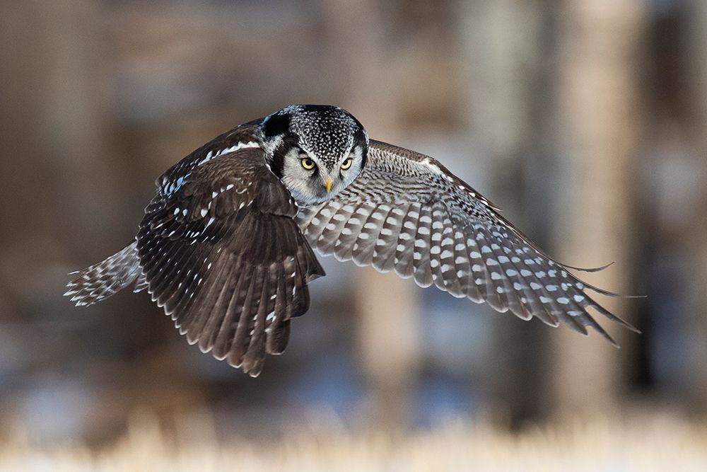 Northern Hawk Owl Hunting art print by Peter Stahl for $57.95 CAD