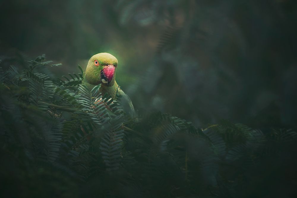 Rose-Ringed Parakeet art print by Sina Pezeshki for $57.95 CAD