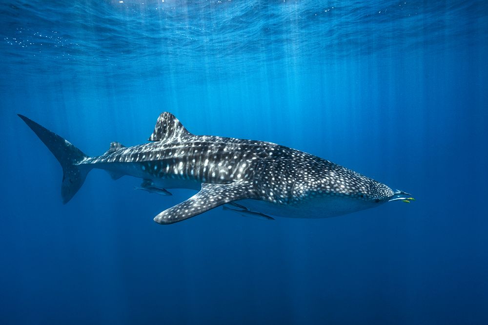 Whale Shark In The Blue art print by Barathieu Gabriel for $57.95 CAD