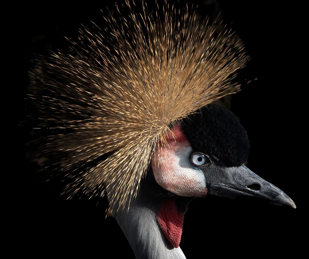 Crowned crane art print by Michel Romaggi for $57.95 CAD