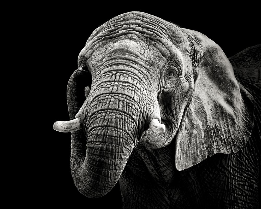 African Elephant art print by Christian Meermann for $57.95 CAD