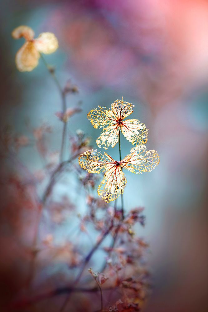 Simple Nature art print by Jacky Parker for $57.95 CAD