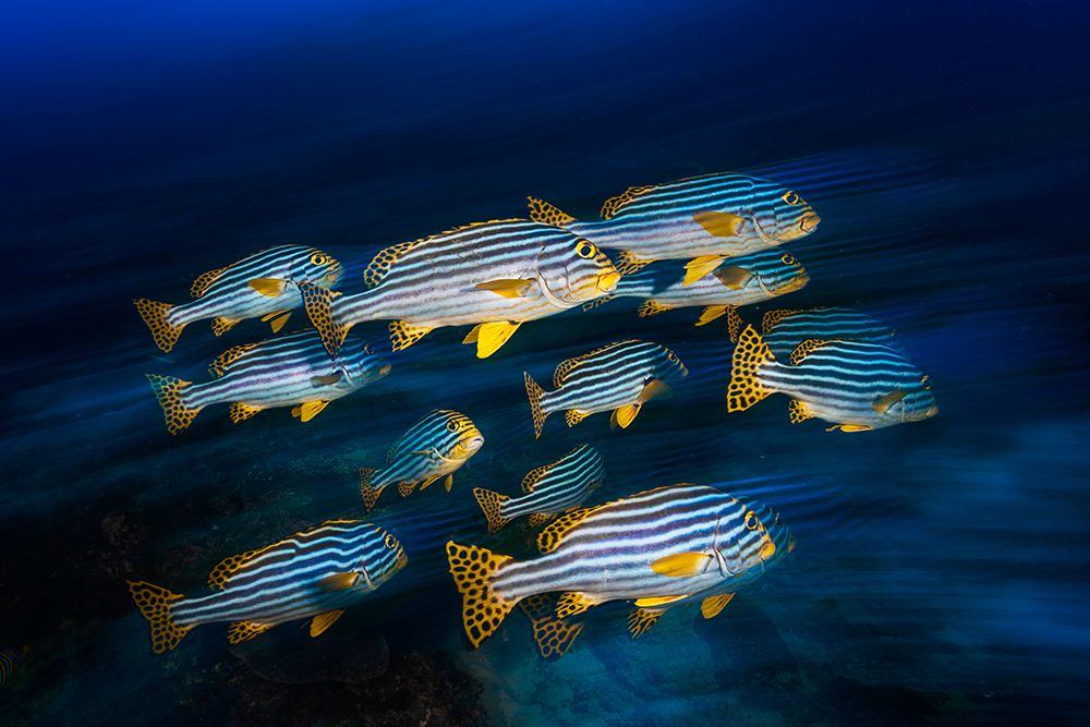 Oriental sweetlips art print by Barathieu Gabriel for $57.95 CAD