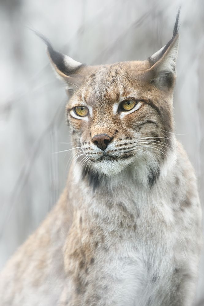 Lynx Portrait In The Fog art print by Santiago Pascual Buye for $57.95 CAD