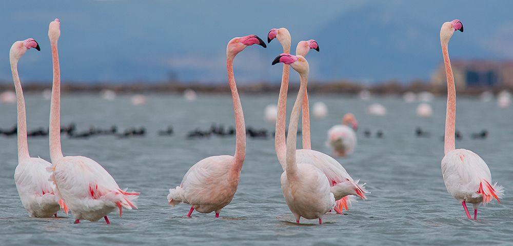 Greater flamingo art print by Selim Kaya for $57.95 CAD