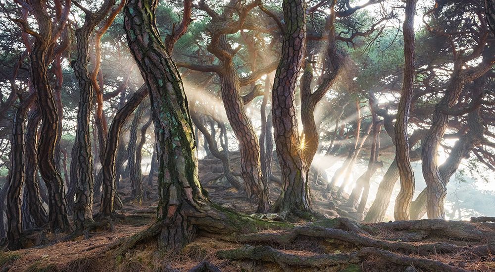 Sacred Pine Trees art print by Jaeyoun Ryu for $57.95 CAD