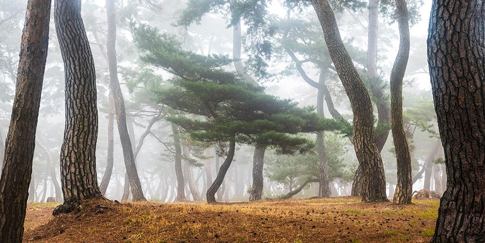 In The Misty Pine Forest art print by Jaeyoun Ryu for $57.95 CAD