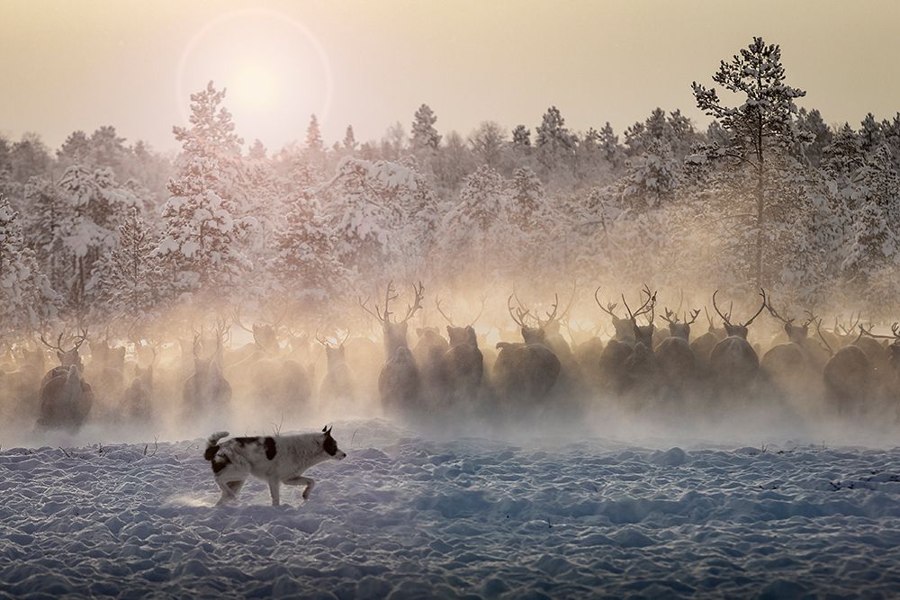 Reindeers - North of Russia art print by Patrik Minar for $57.95 CAD