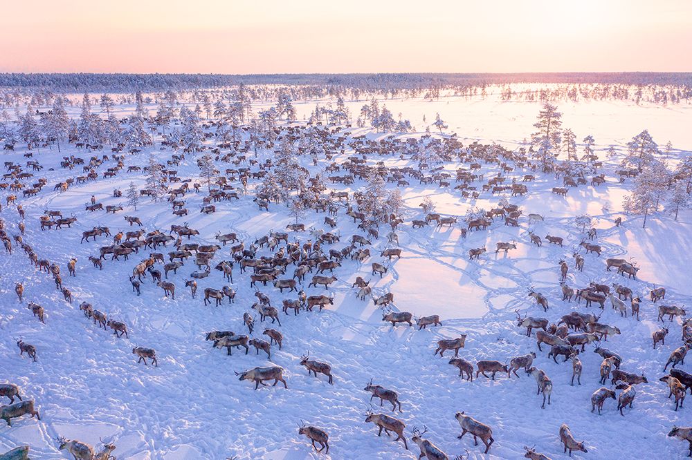 North Of Russia - Wilde Reindeers art print by Patrik Minar for $57.95 CAD
