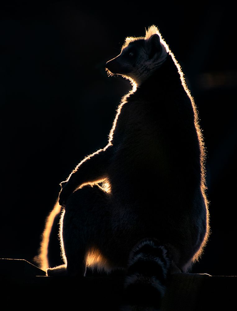 Lemur at sunset art print by Santiago Pascual Buye for $57.95 CAD