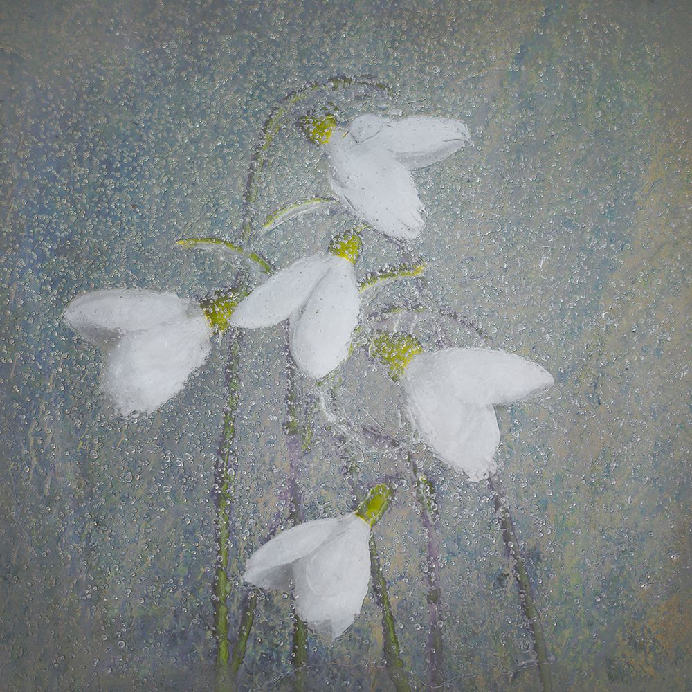 Snowdrops art print by Nel Talen for $57.95 CAD