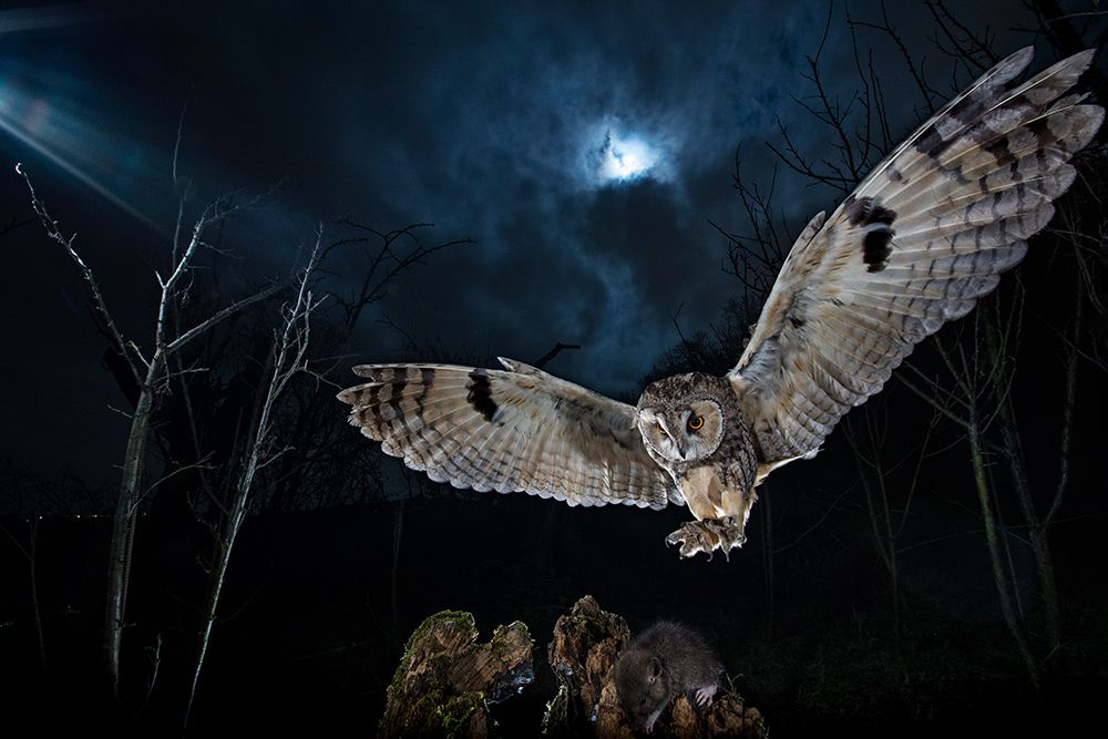 Long eared owl art print by Fabrizio Moglia for $57.95 CAD