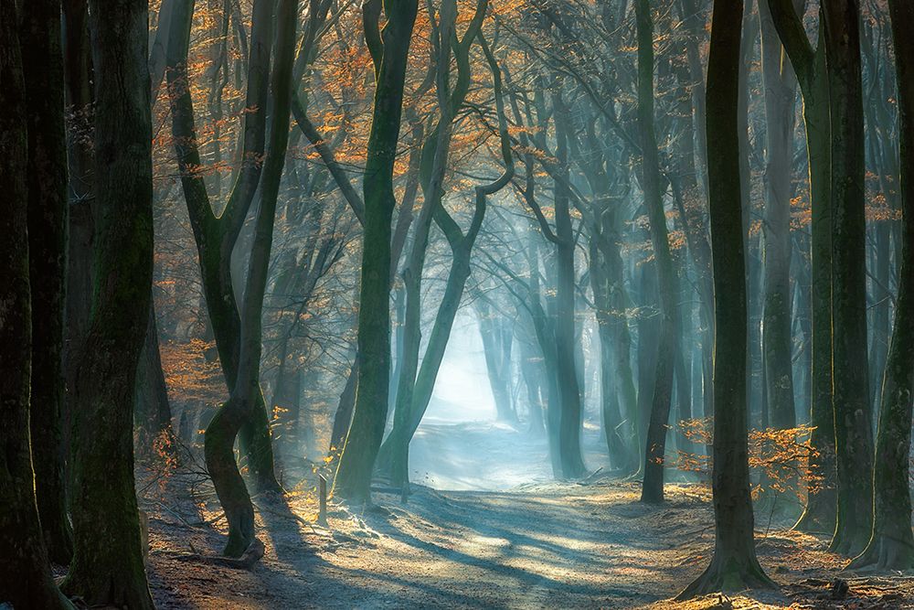 Cold Light art print by Ellen Borggreve for $57.95 CAD