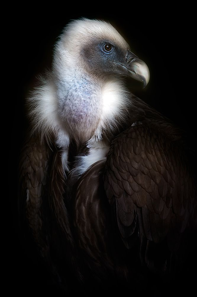 Vulture portrait II art print by Santiago Pascual Buye for $57.95 CAD