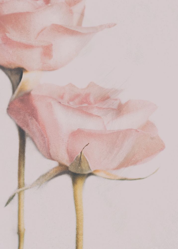 Two Roses art print by Delphine Devos for $57.95 CAD