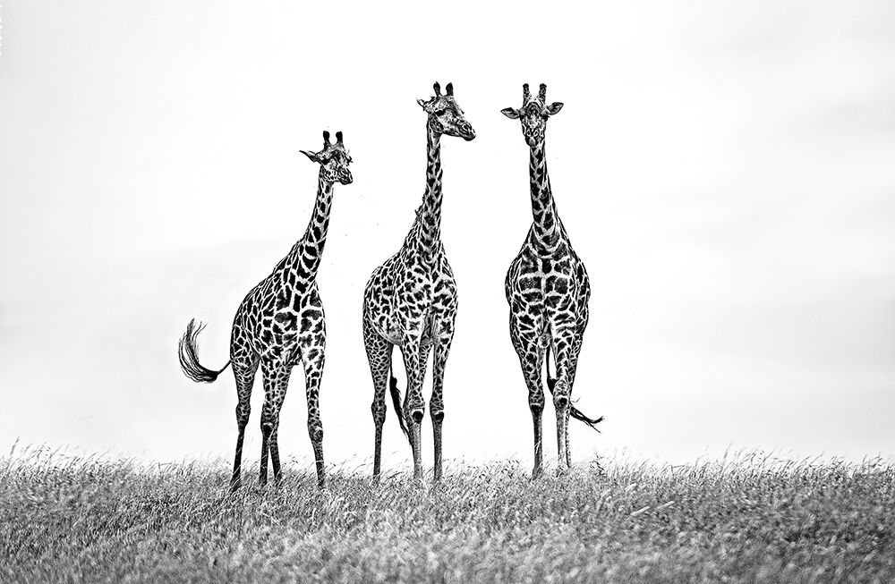 Giraffes In The  Mara Plains art print by Xavier Ortega for $57.95 CAD