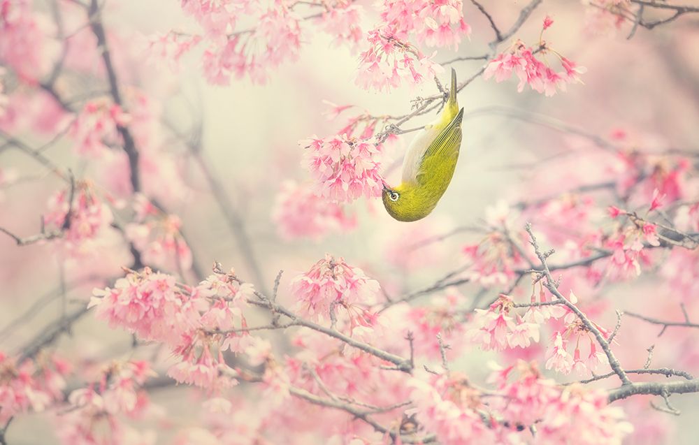 Cherry-Blossom Color art print by Takashi Suzuki for $57.95 CAD