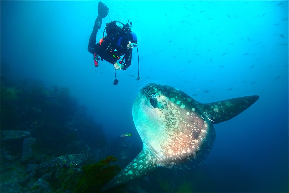 Sunfish whisper art print by Michal Lindner for $57.95 CAD