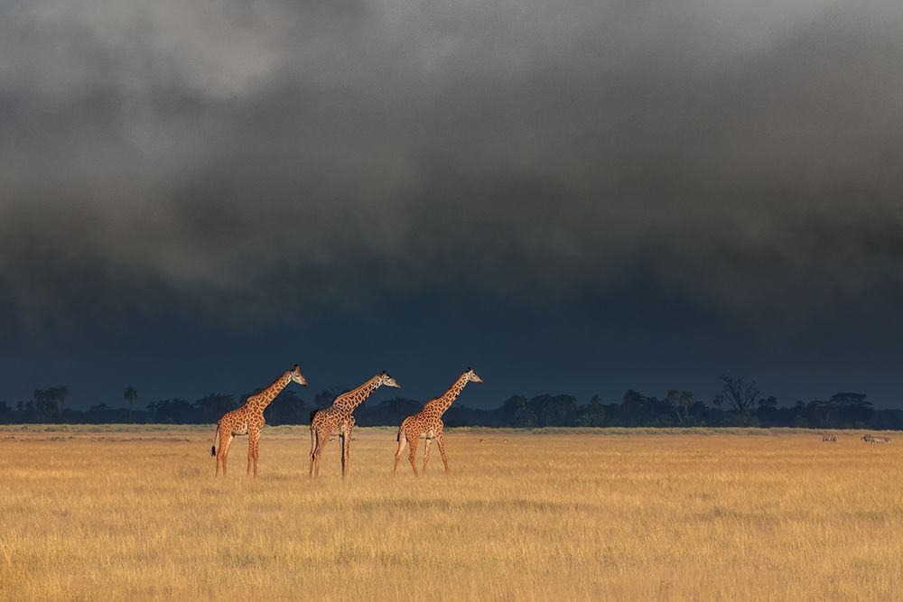 Trio Giraffes in Kenya Storm art print by Siyu and Wei for $57.95 CAD