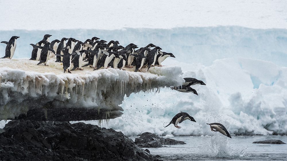 penguins jumping art print by Jie Fischer for $57.95 CAD