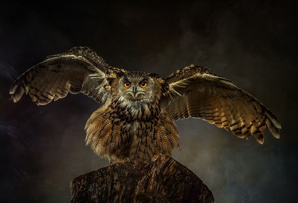 European Eagle Owl art print by Natascha Worseling for $57.95 CAD