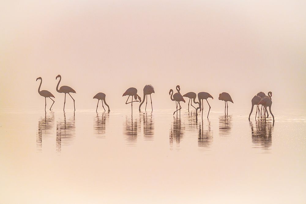 Flamingos In The Mist art print by Jeffrey C. Sink for $57.95 CAD