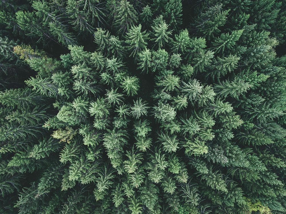 Moody Forest From Above art print by Christian Lindsten for $57.95 CAD
