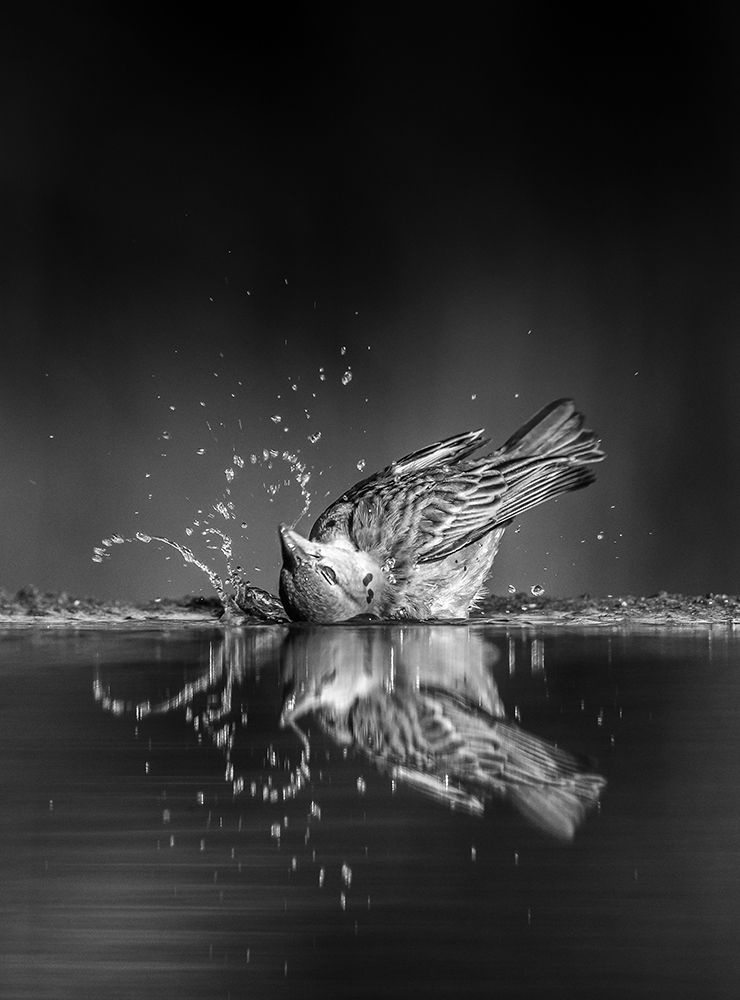 SWOOSH art print by Jaco Marx for $57.95 CAD