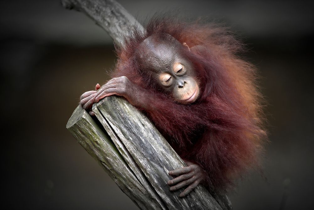 AFTER A PLAYFUL DAY (ORANG-UTAN BABY) art print by Antje Wenner-Braun for $57.95 CAD