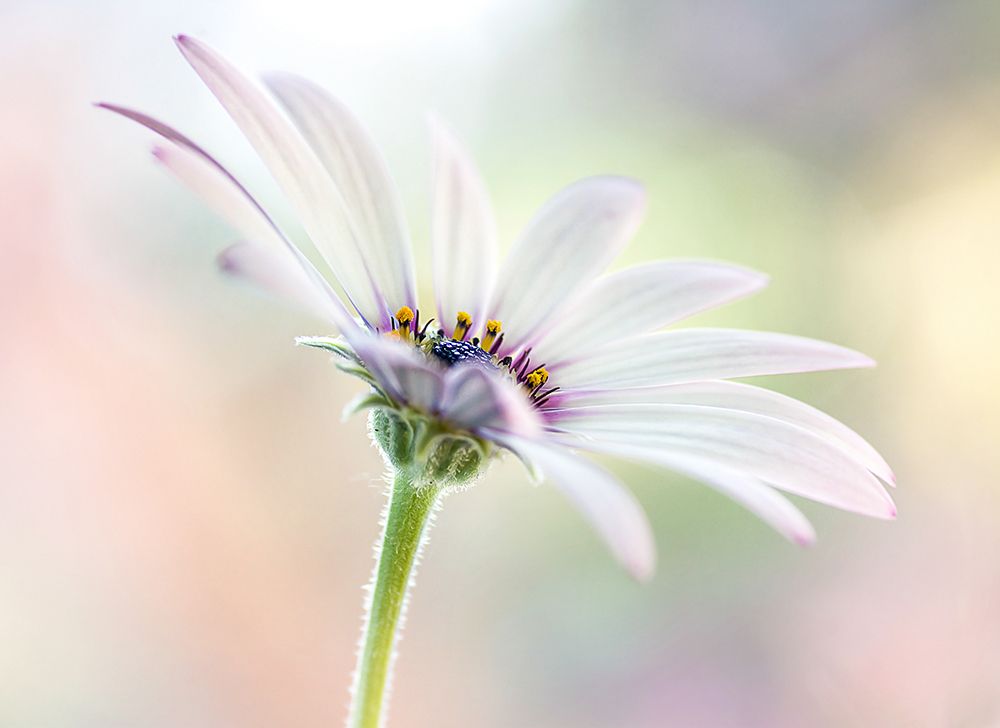 Cape Daisy art print by Mandy Disher for $57.95 CAD