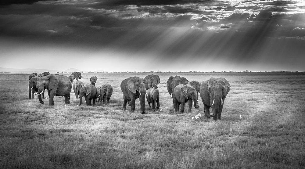 Breakfast With Pachyderms art print by Jeffrey C. Sink for $57.95 CAD