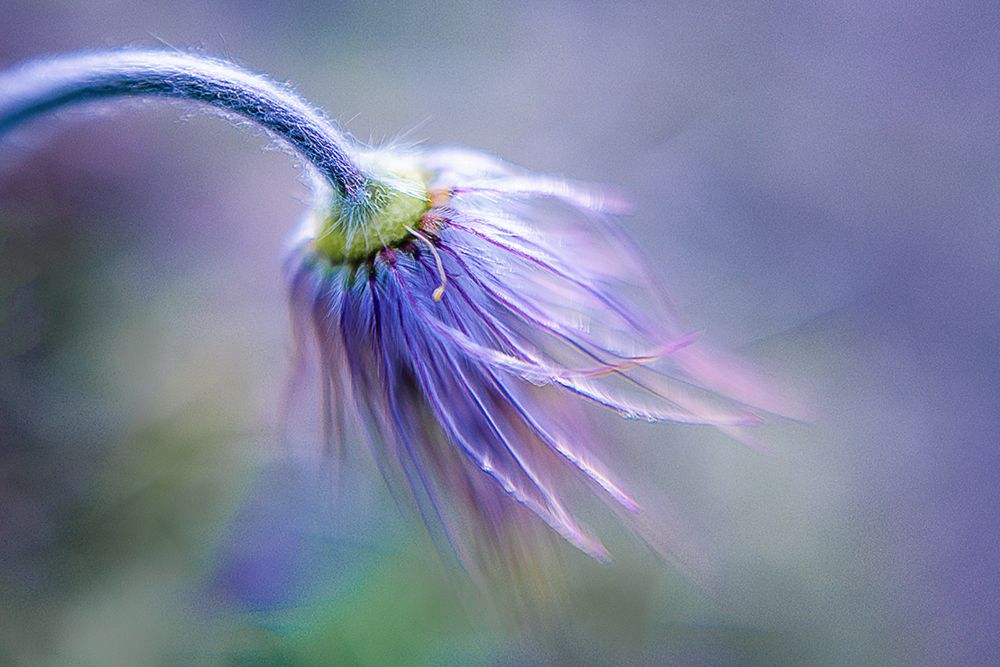 Pasque Flowers finals art print by Ulrike Eisenmann for $57.95 CAD