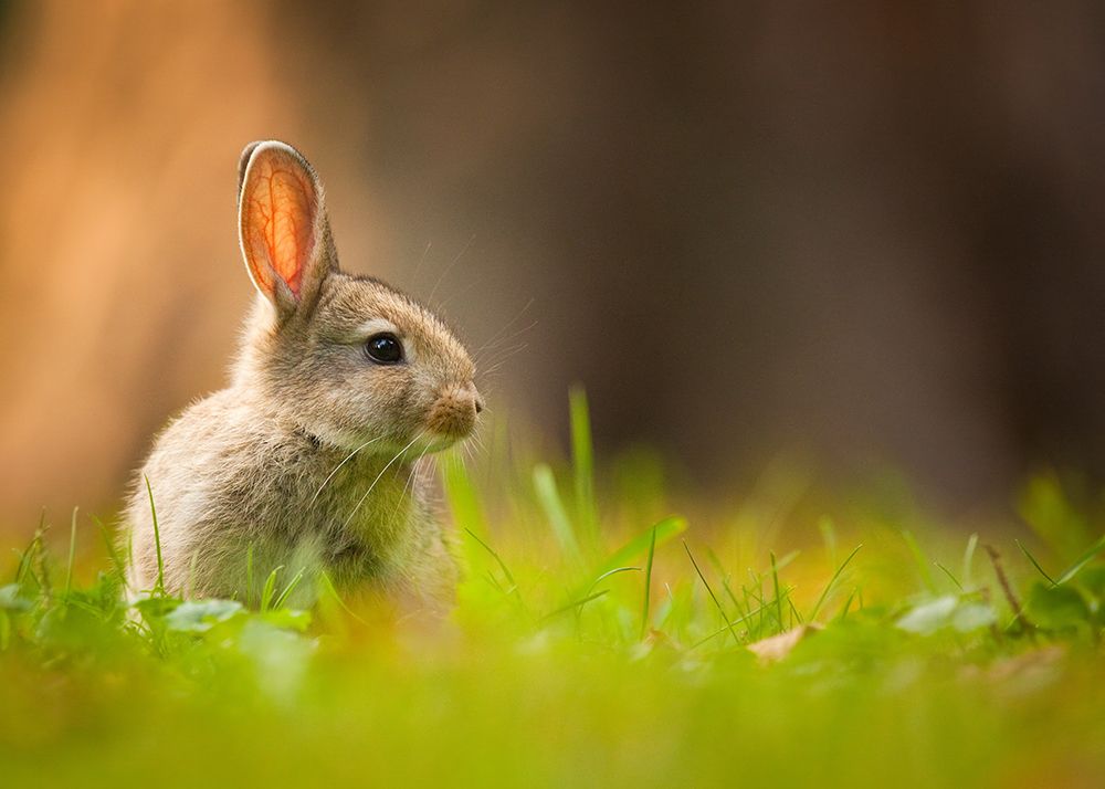 Rabbit art print by Robert Adamec for $57.95 CAD