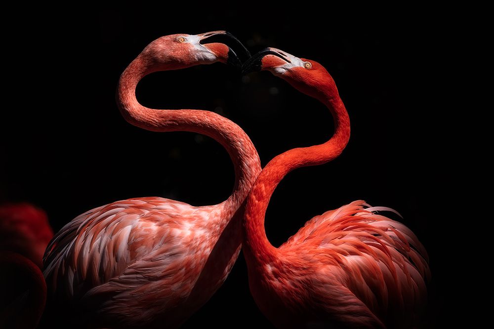 Flamingos art print by Eiji Itoyama for $57.95 CAD