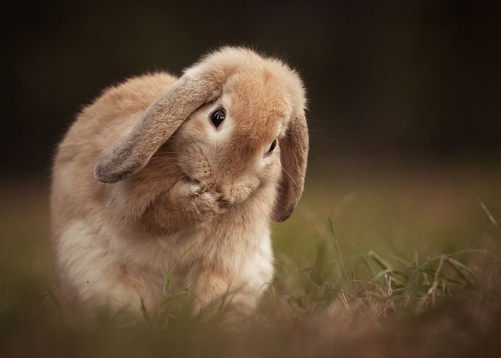 Rabbit art print by Robert Adamec for $57.95 CAD