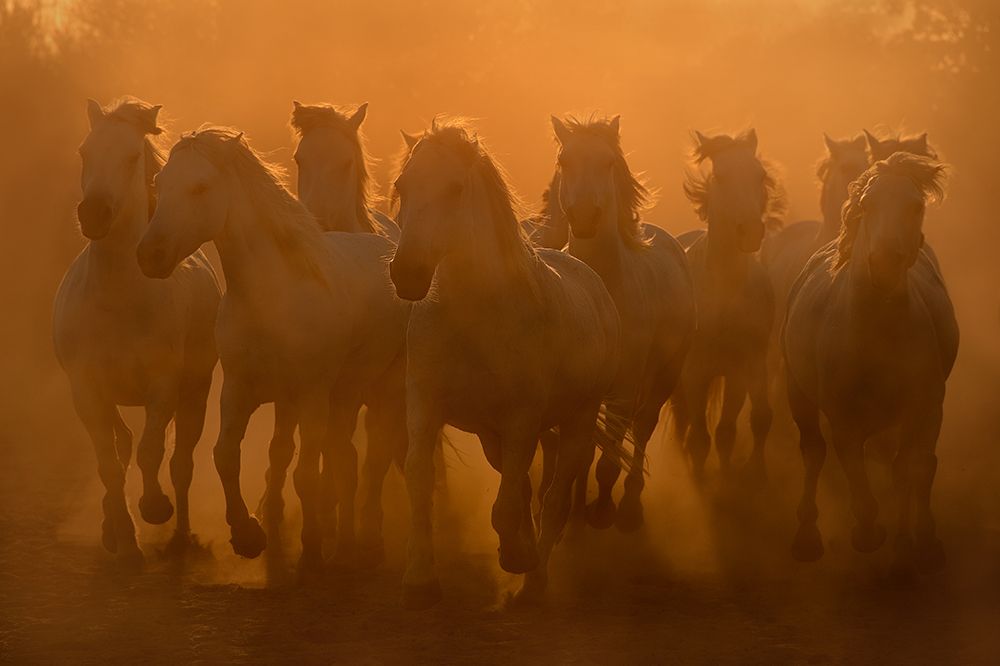 Evening ride art print by Muriel Vekemans for $57.95 CAD