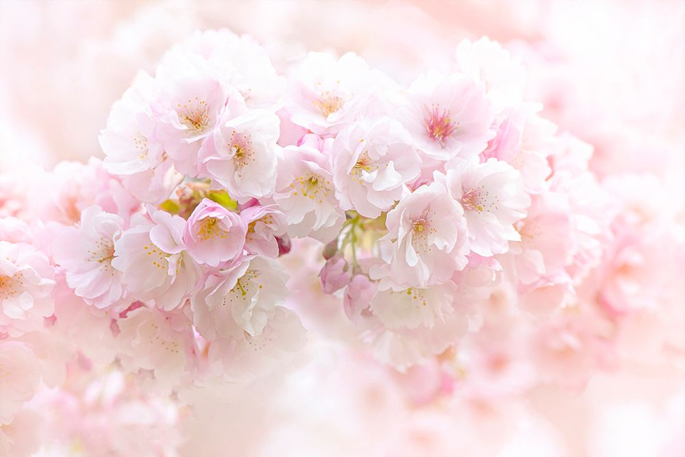 Spring Blossom art print by Jacky Parker for $57.95 CAD