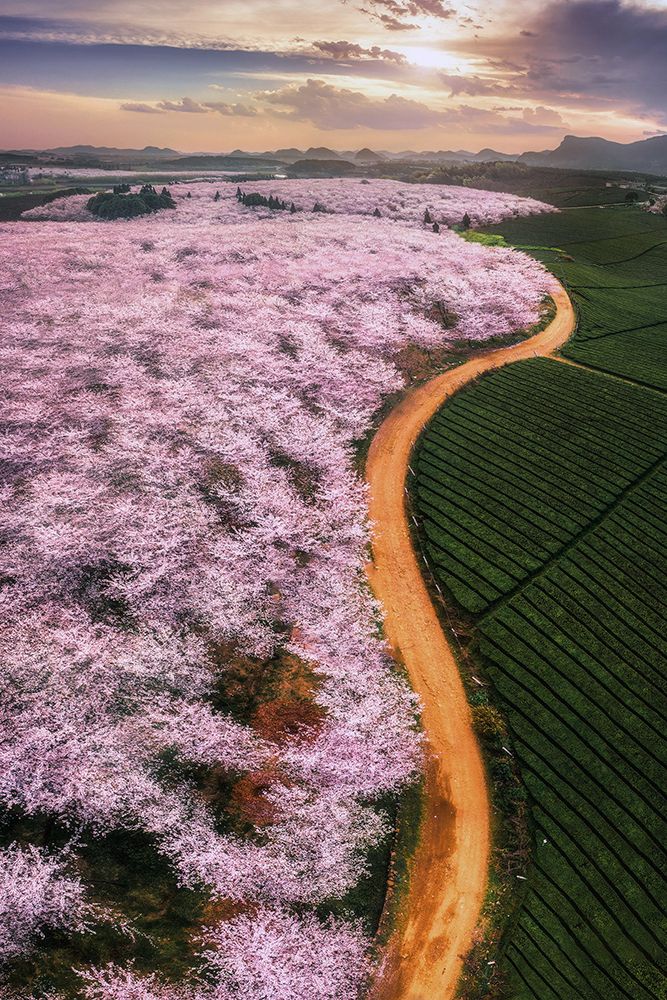 Cherry blossoms art print by TIANQI for $57.95 CAD