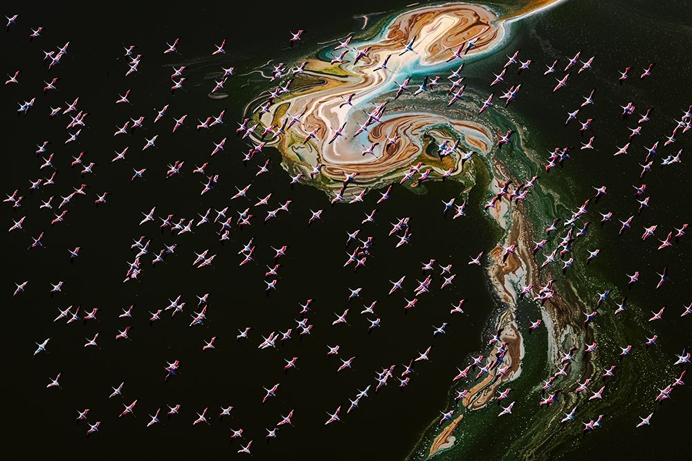 Hundreds Of Flamingos art print by John J. Chen for $57.95 CAD