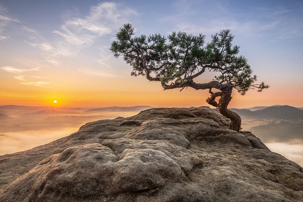 Old Pine art print by Thomas Siegel for $57.95 CAD
